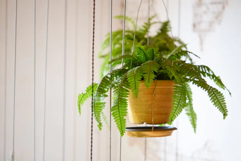 Segredos do Lar - Crédito Editorial Jade Zmith | Getty Images - Plantas de baixa manutenção